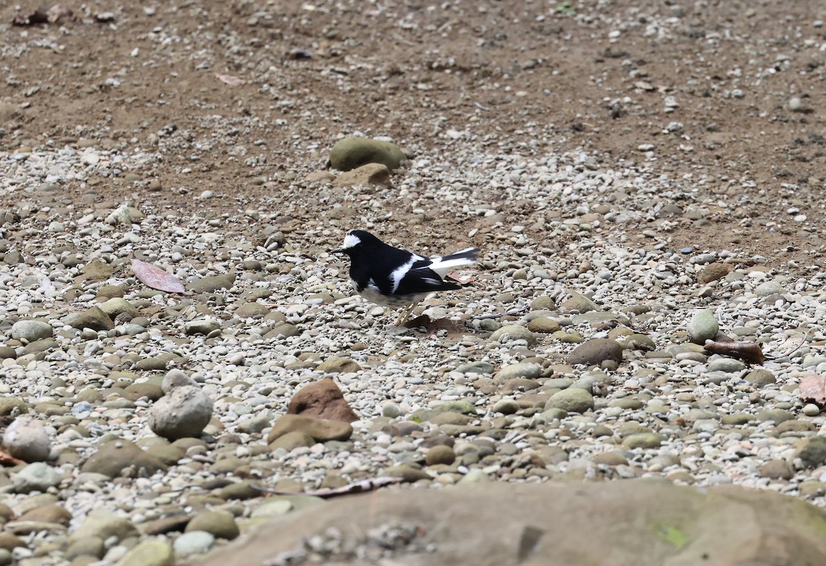 Little Forktail - ML646684674