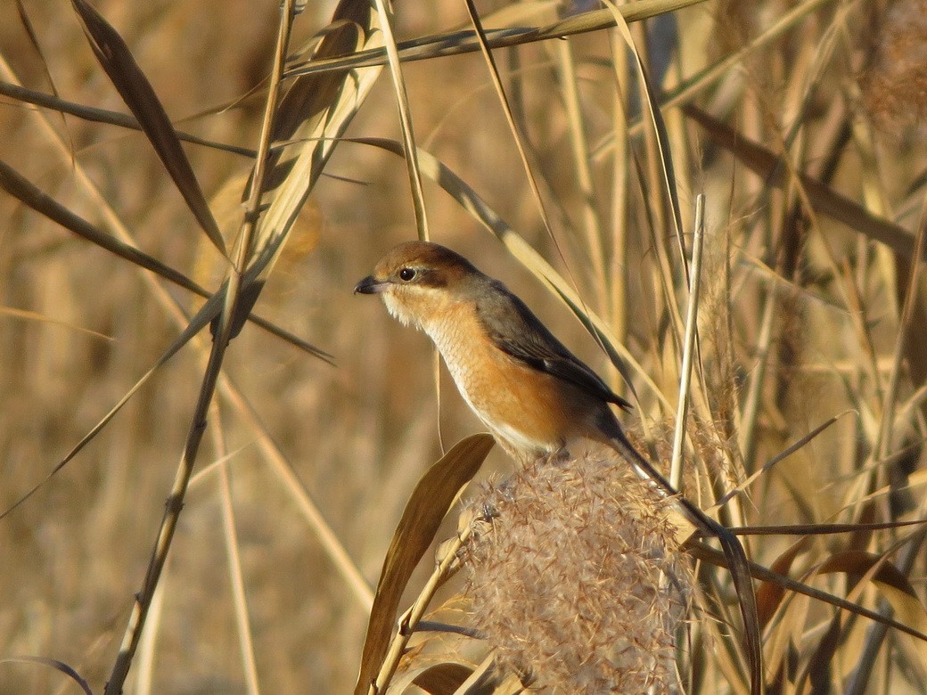 Bull-headed Shrike - ML646684675