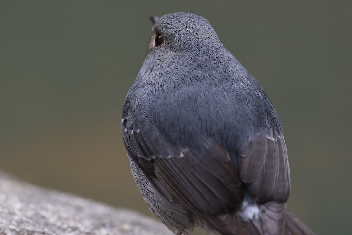 Сизая горихвостка - ML646684676