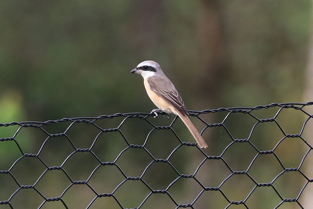 Brown Shrike - ML646684677