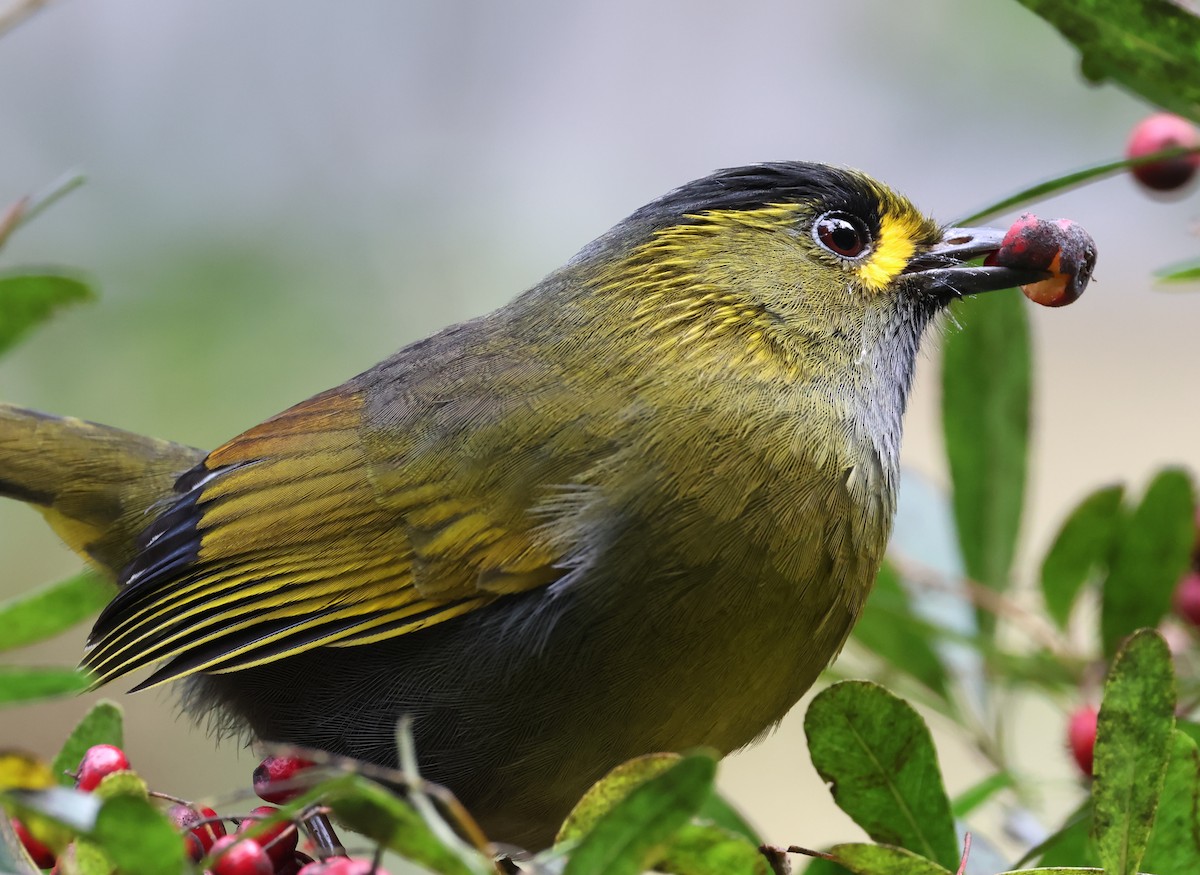 Taiwanbunthäherling - ML646684678