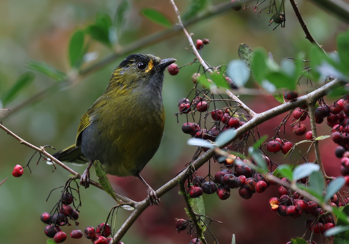 Taiwanbunthäherling - ML646684679