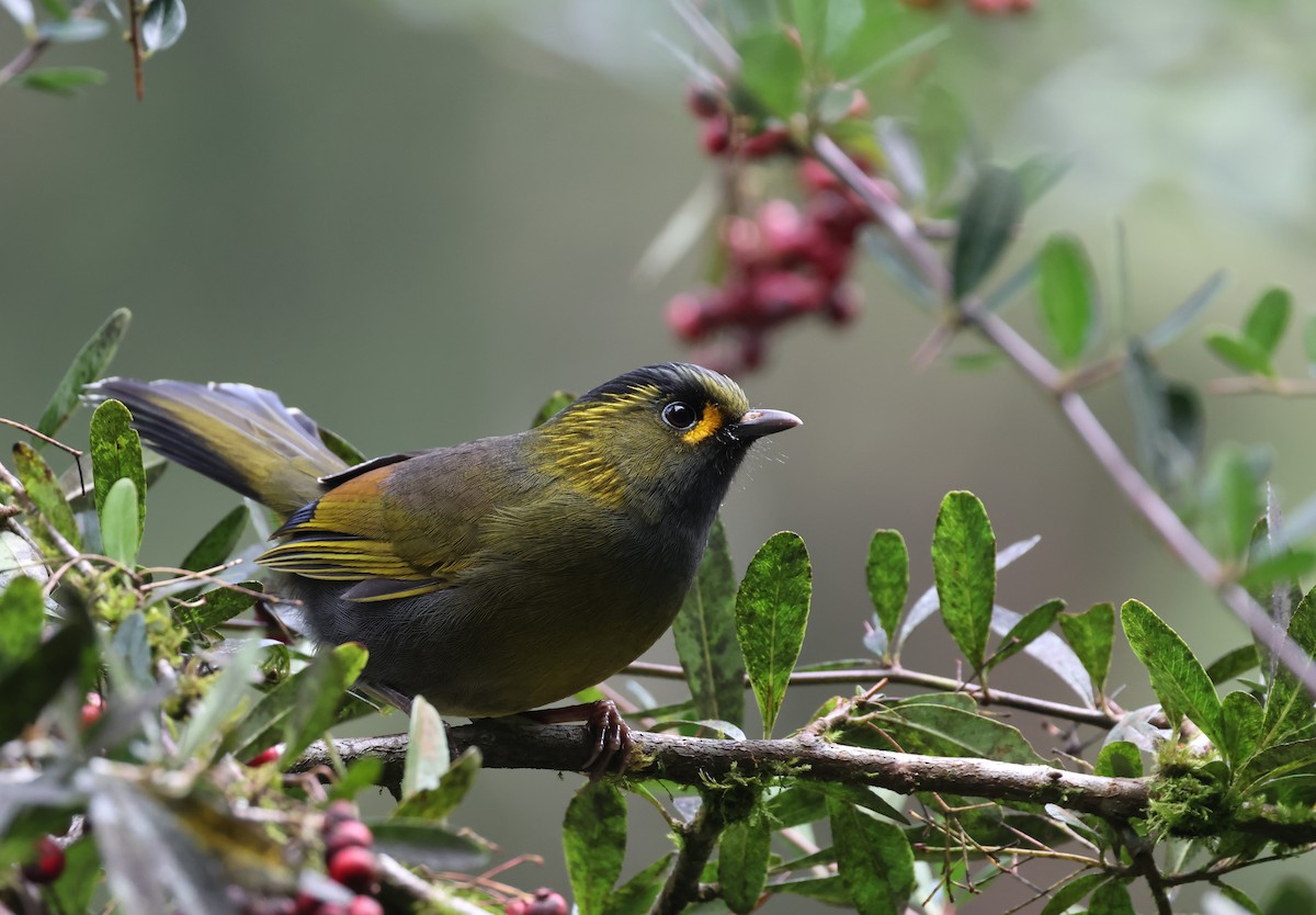 Taiwanbunthäherling - ML646684680