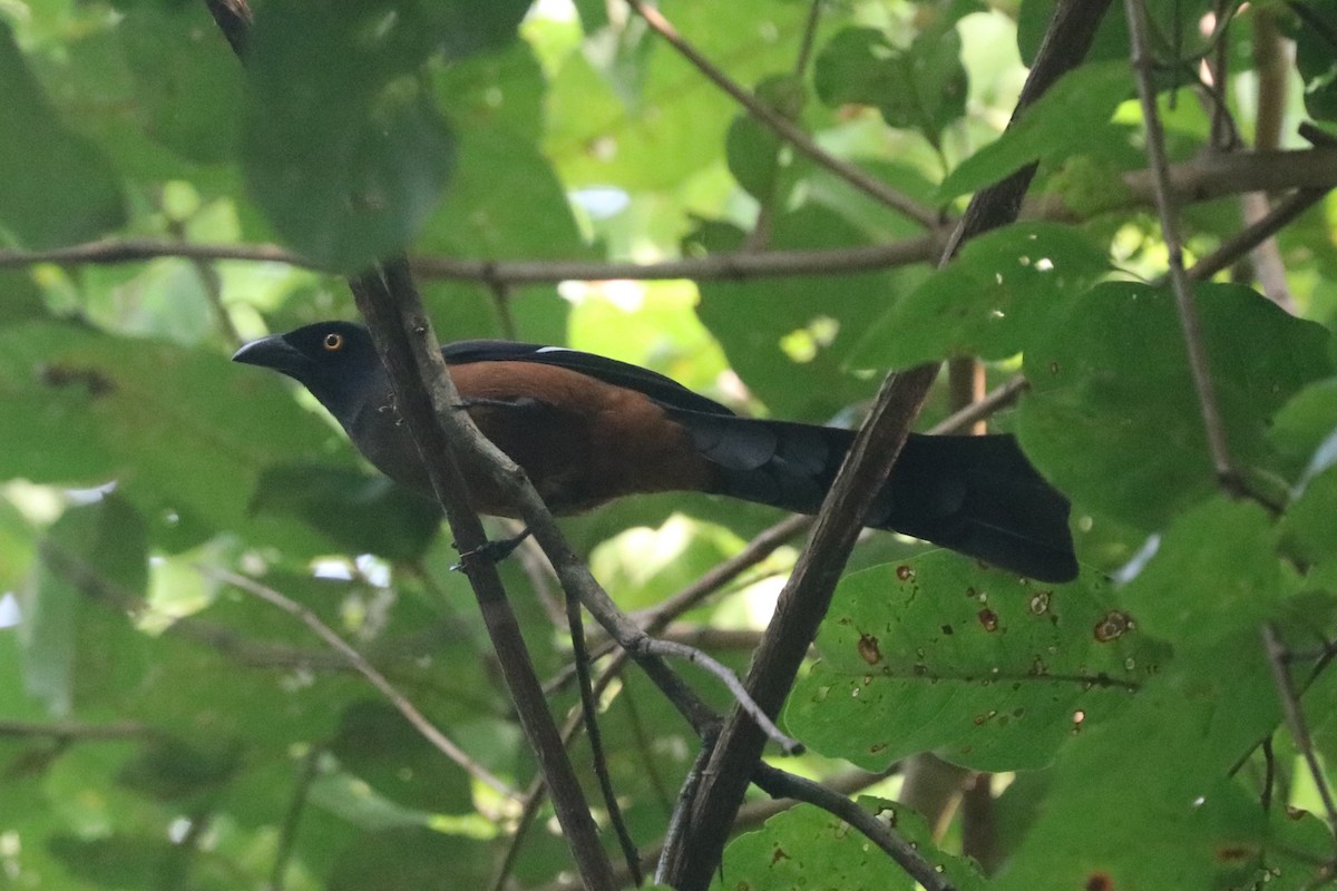 Andaman Treepie - ML646684682