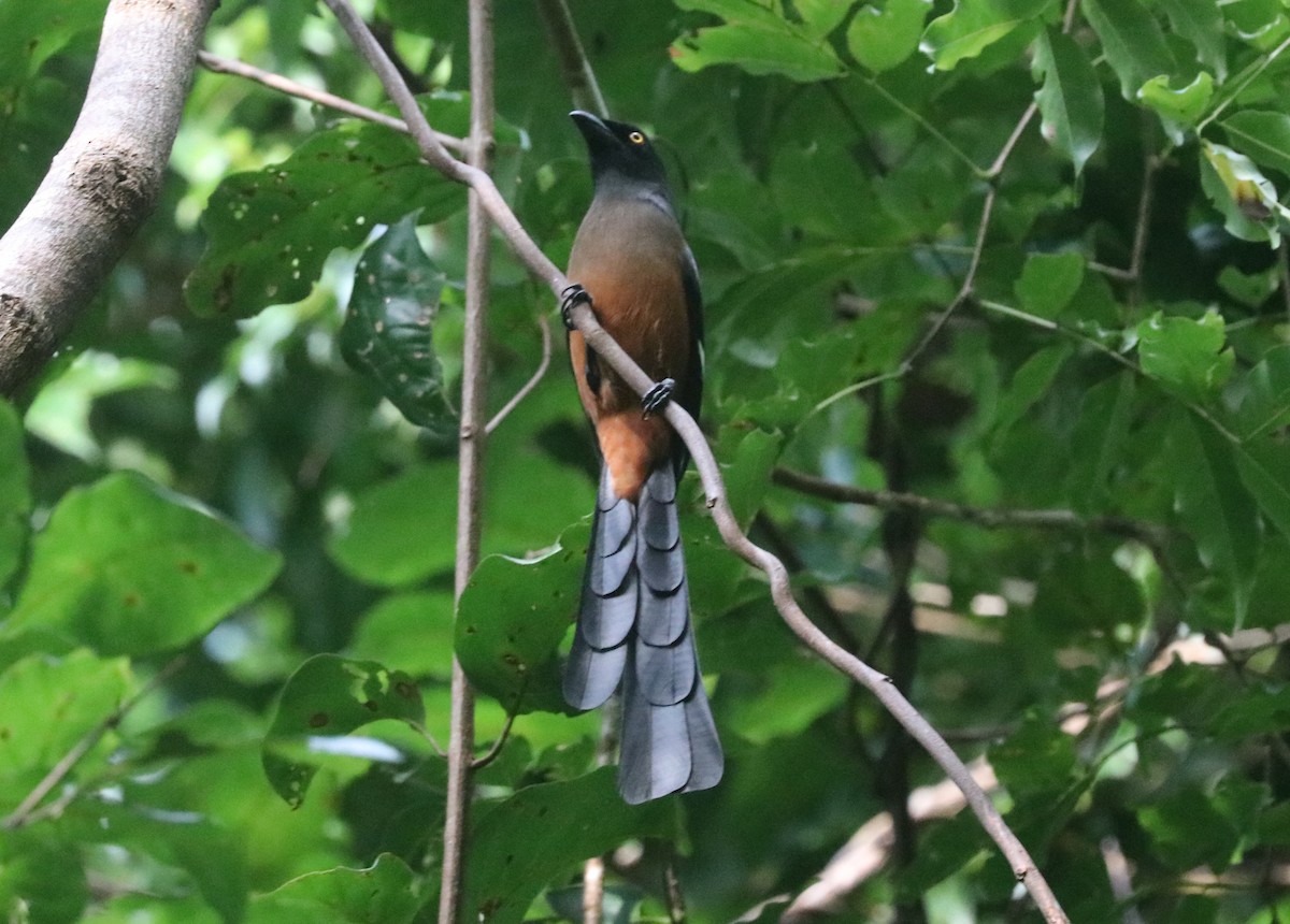 straka andamanská - ML646684683