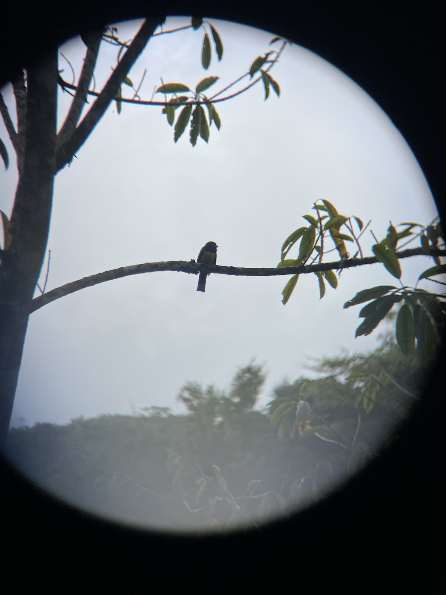trogon podvazkový - ML646684685