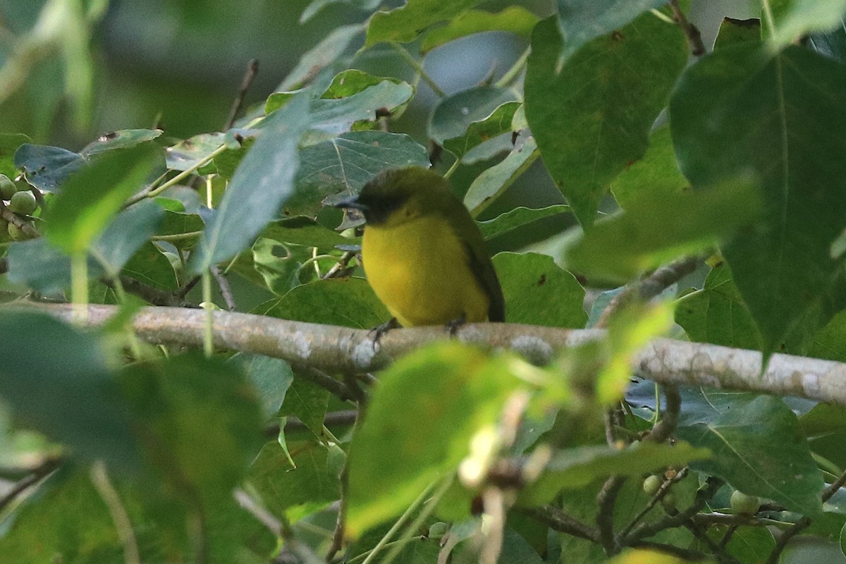 Andaman Bulbul - ML646684686