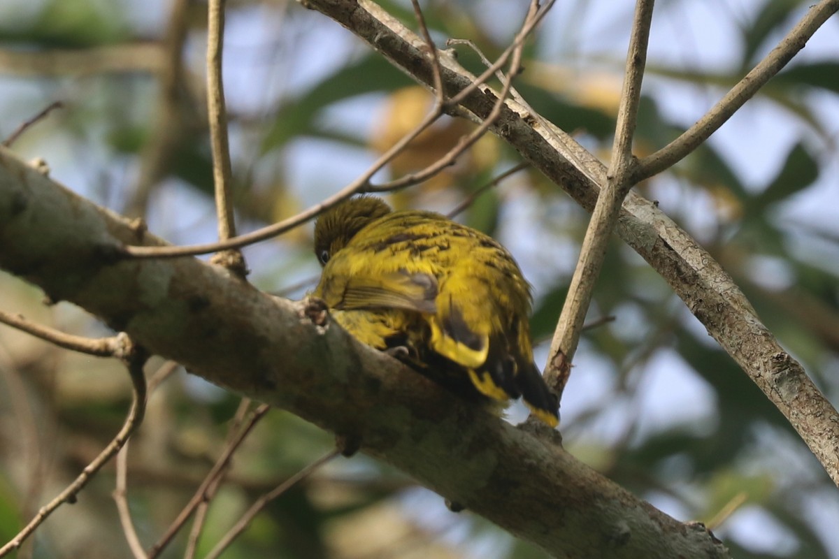 Andaman Bulbul - ML646684687