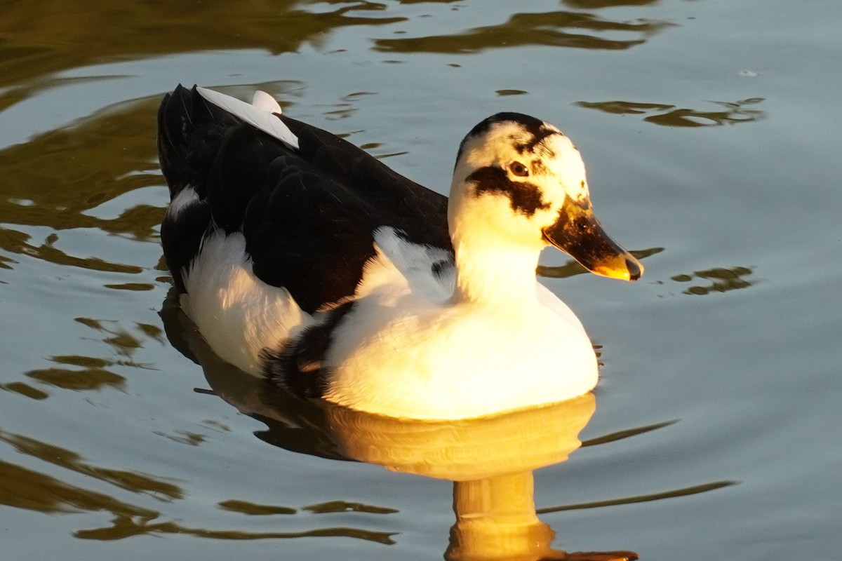 kachna domácí - ML646684688