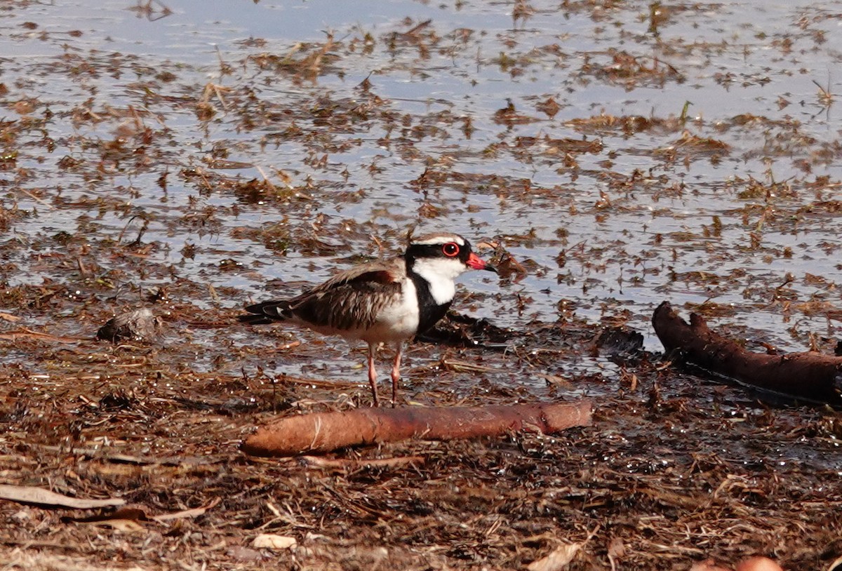 kulík černočelý - ML646684689