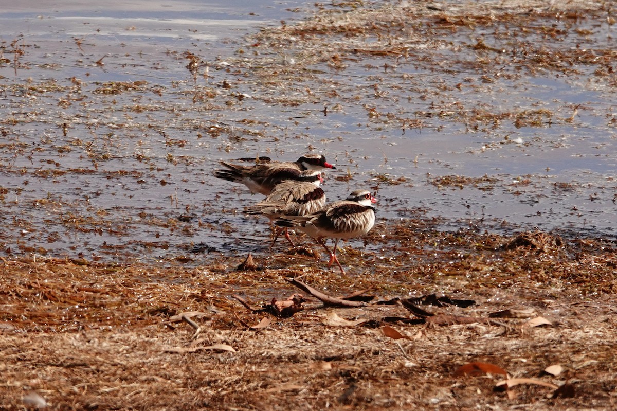 kulík černočelý - ML646684692