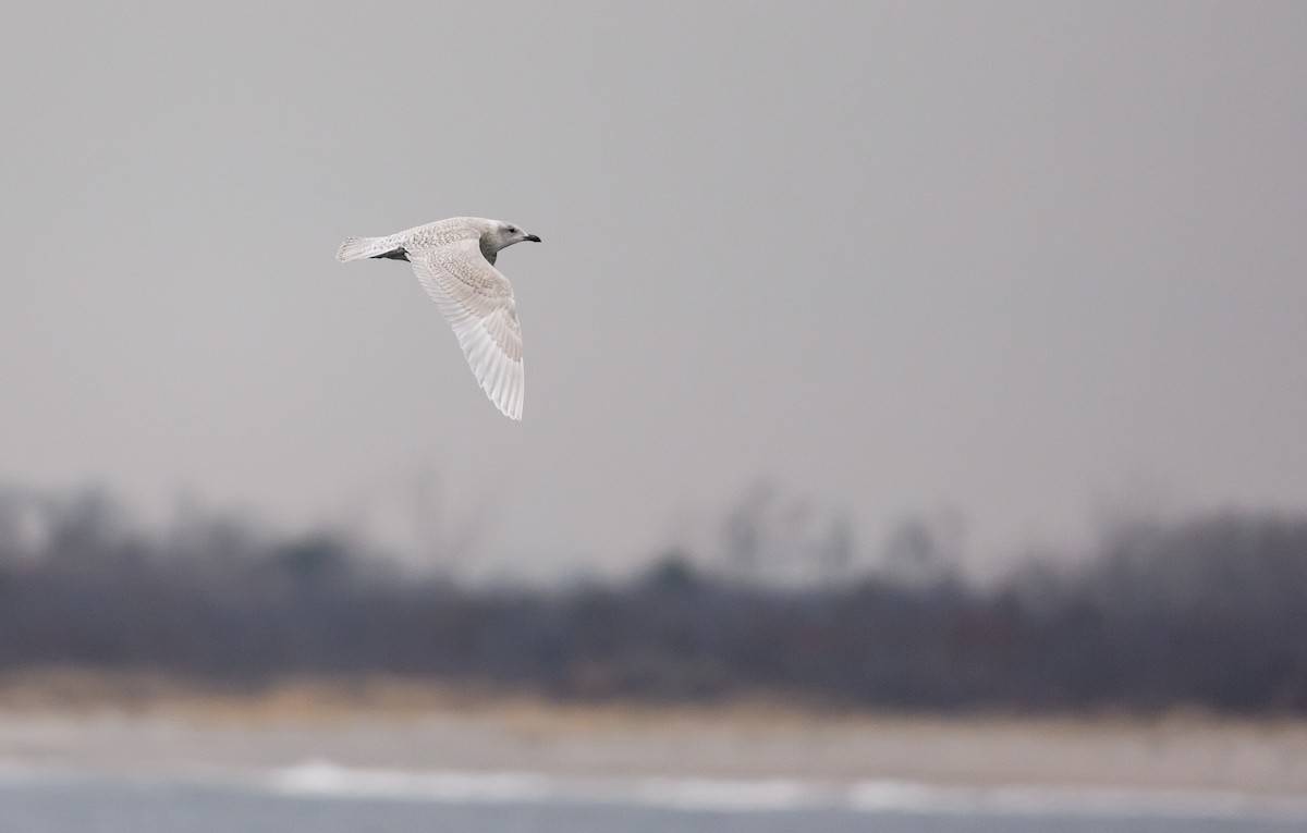 racek polární (ssp. kumlieni) - ML646684694