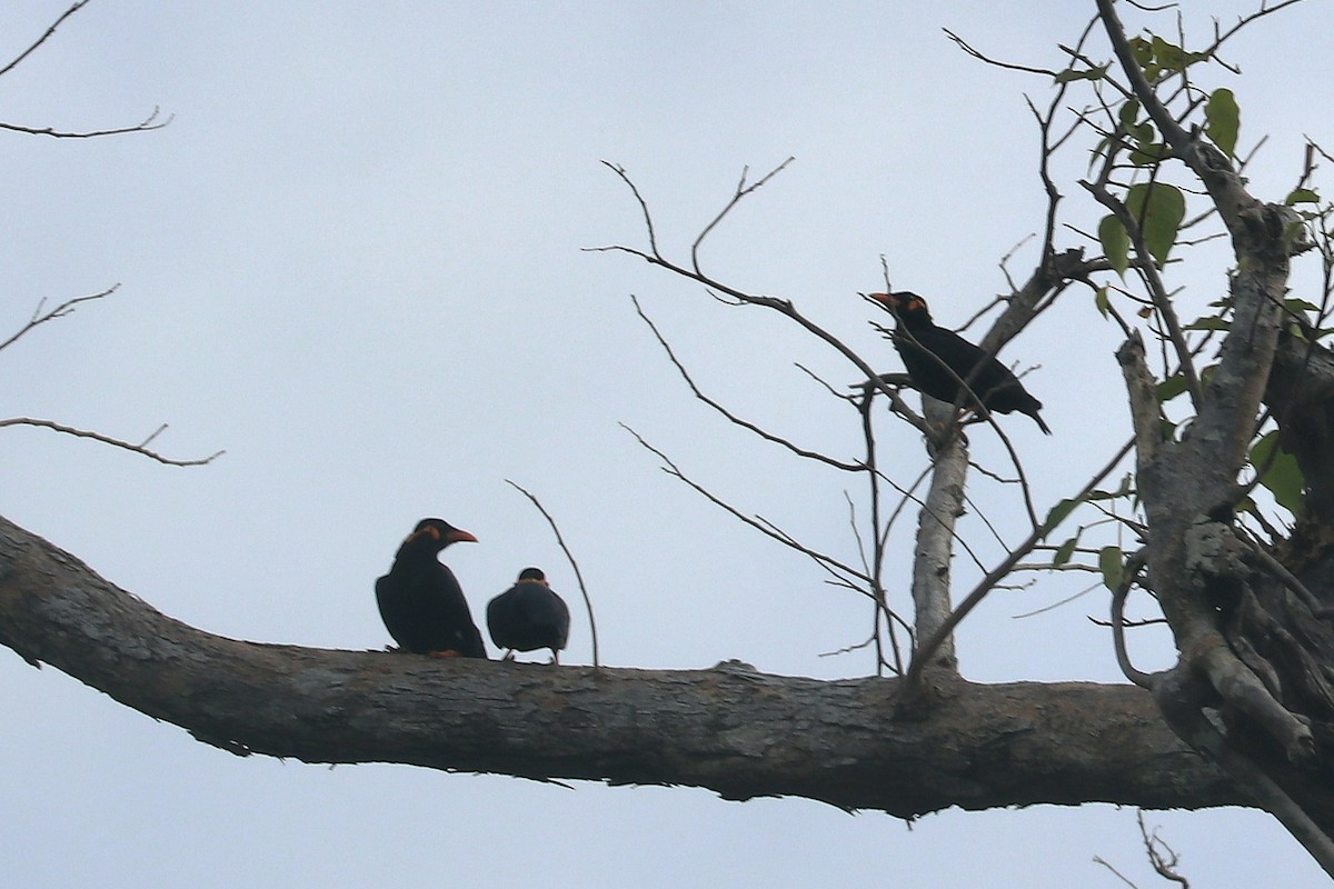 loskuták posvátný - ML646684696