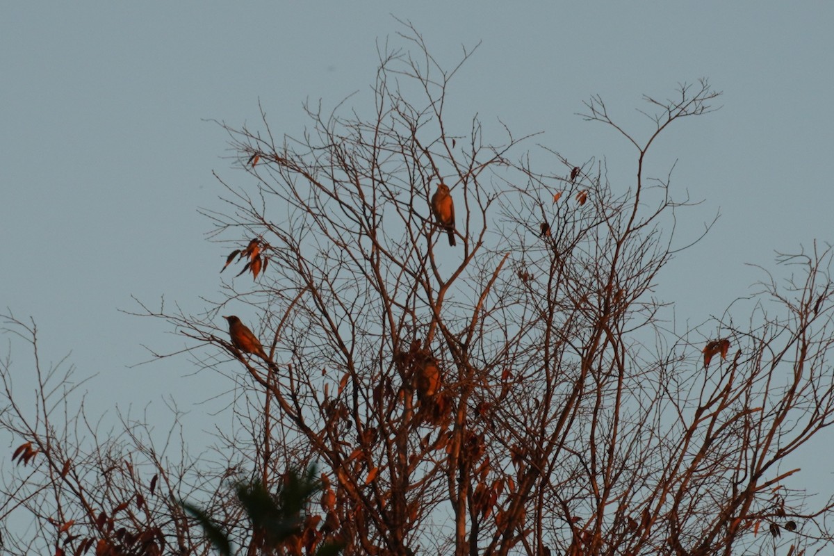 drozd stěhovavý - ML646684697