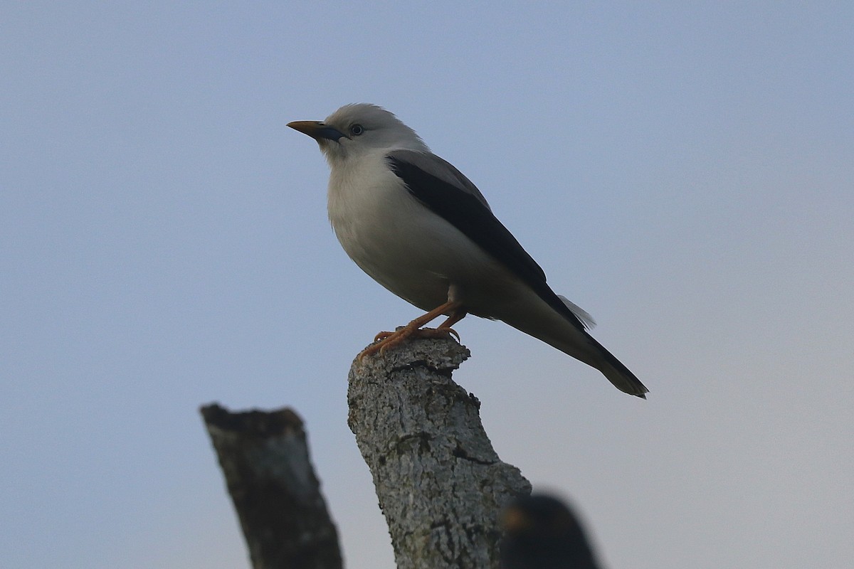 White-headed Starling - ML646684698
