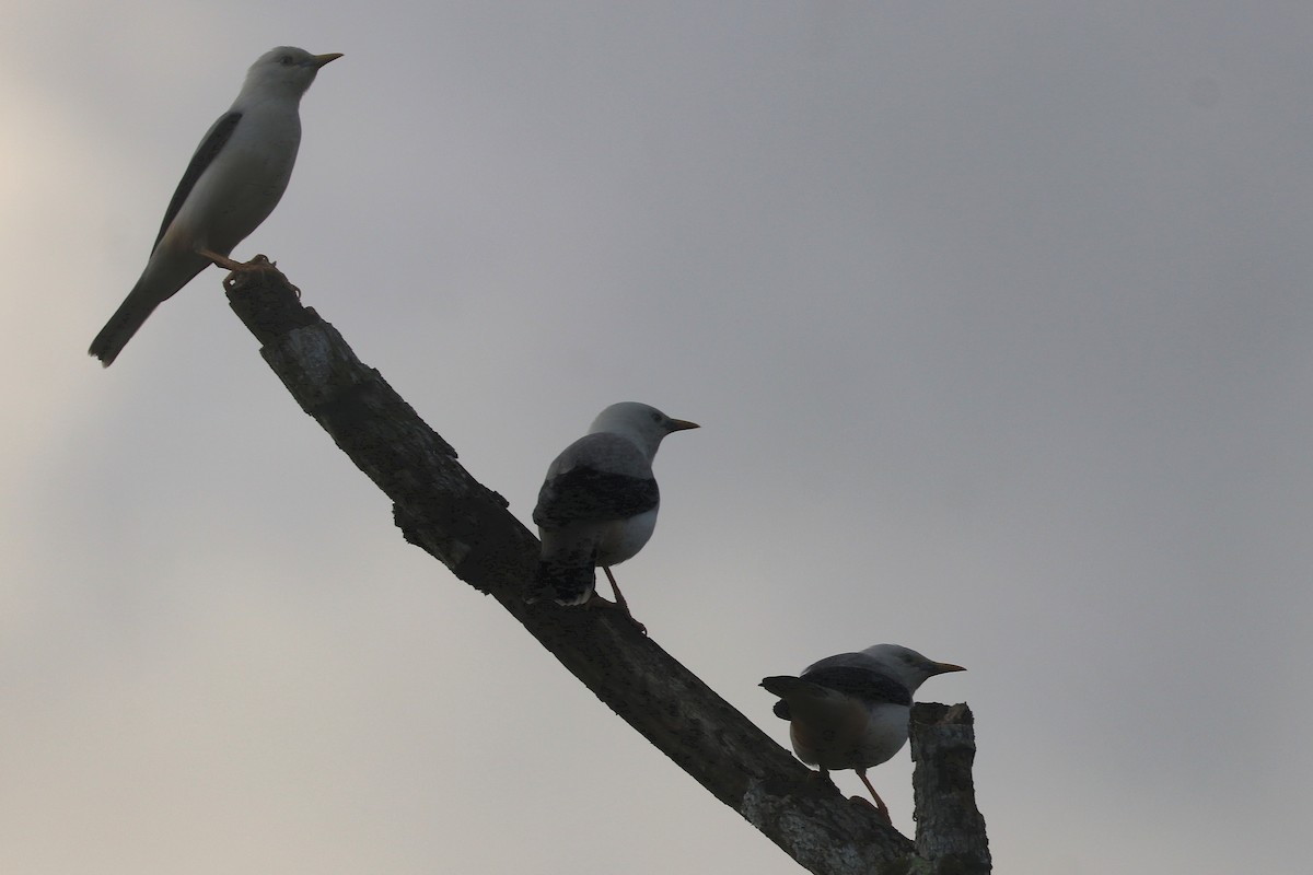 špaček bělohlavý - ML646684699