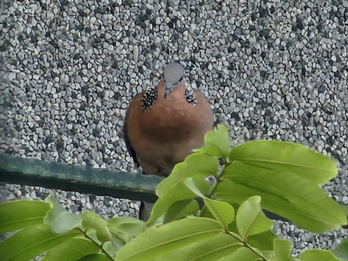 Spotted Dove - ML646684700