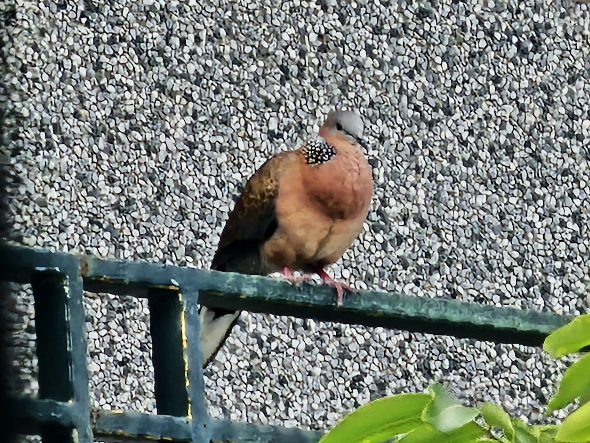 Spotted Dove - ML646684701