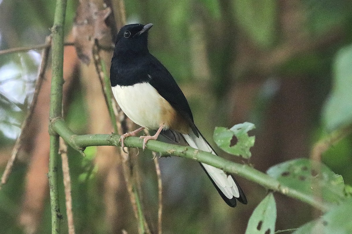 Andaman Shama - ML646684702