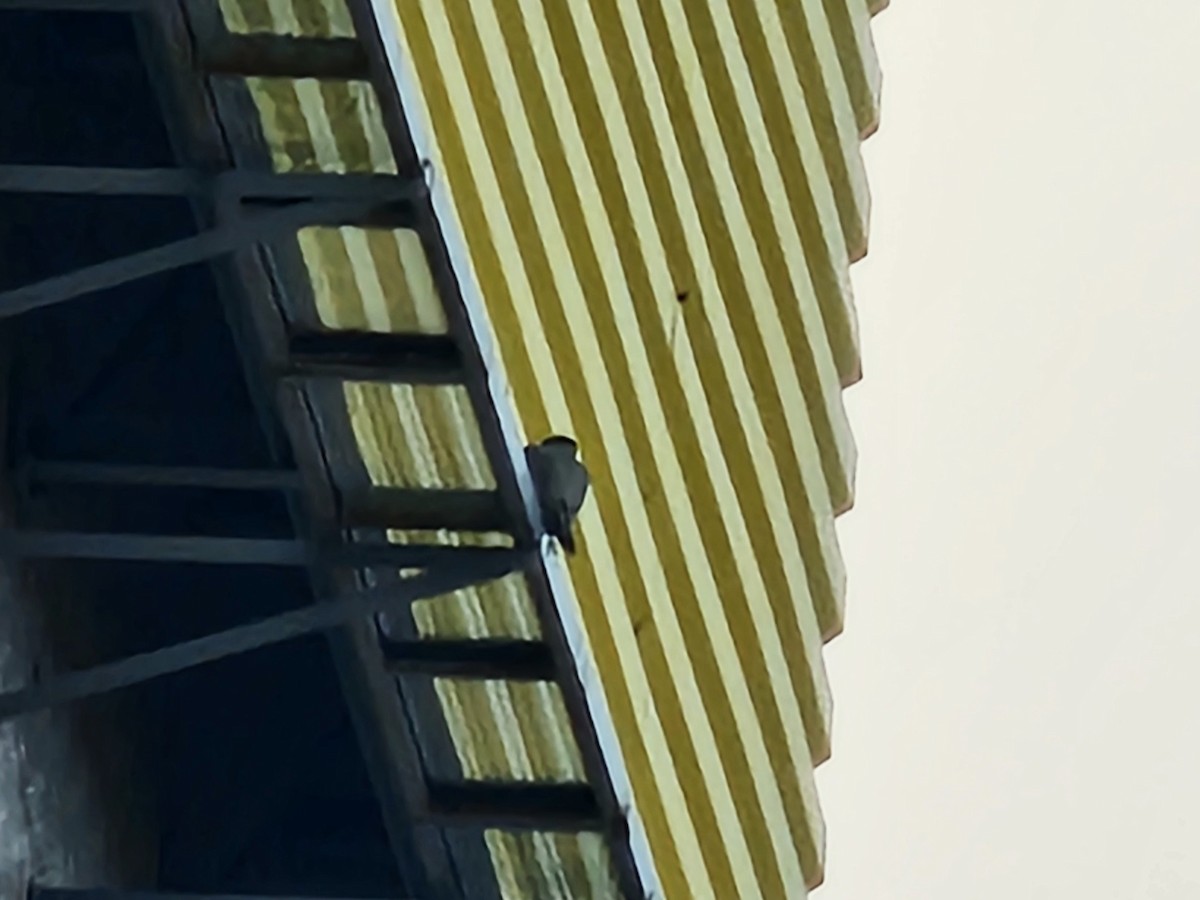 Peregrine Falcon - ML646684703