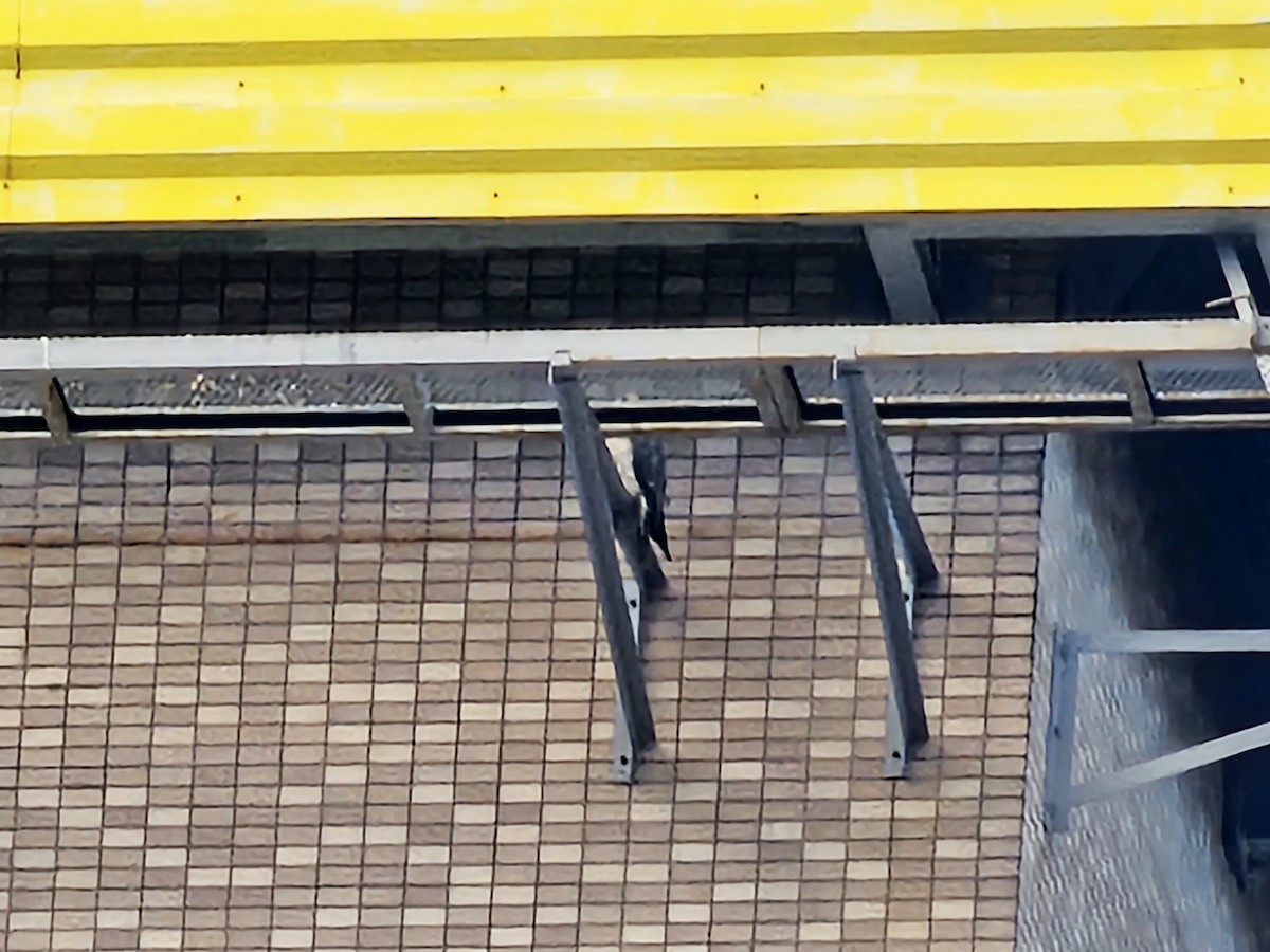 Peregrine Falcon - ML646684704