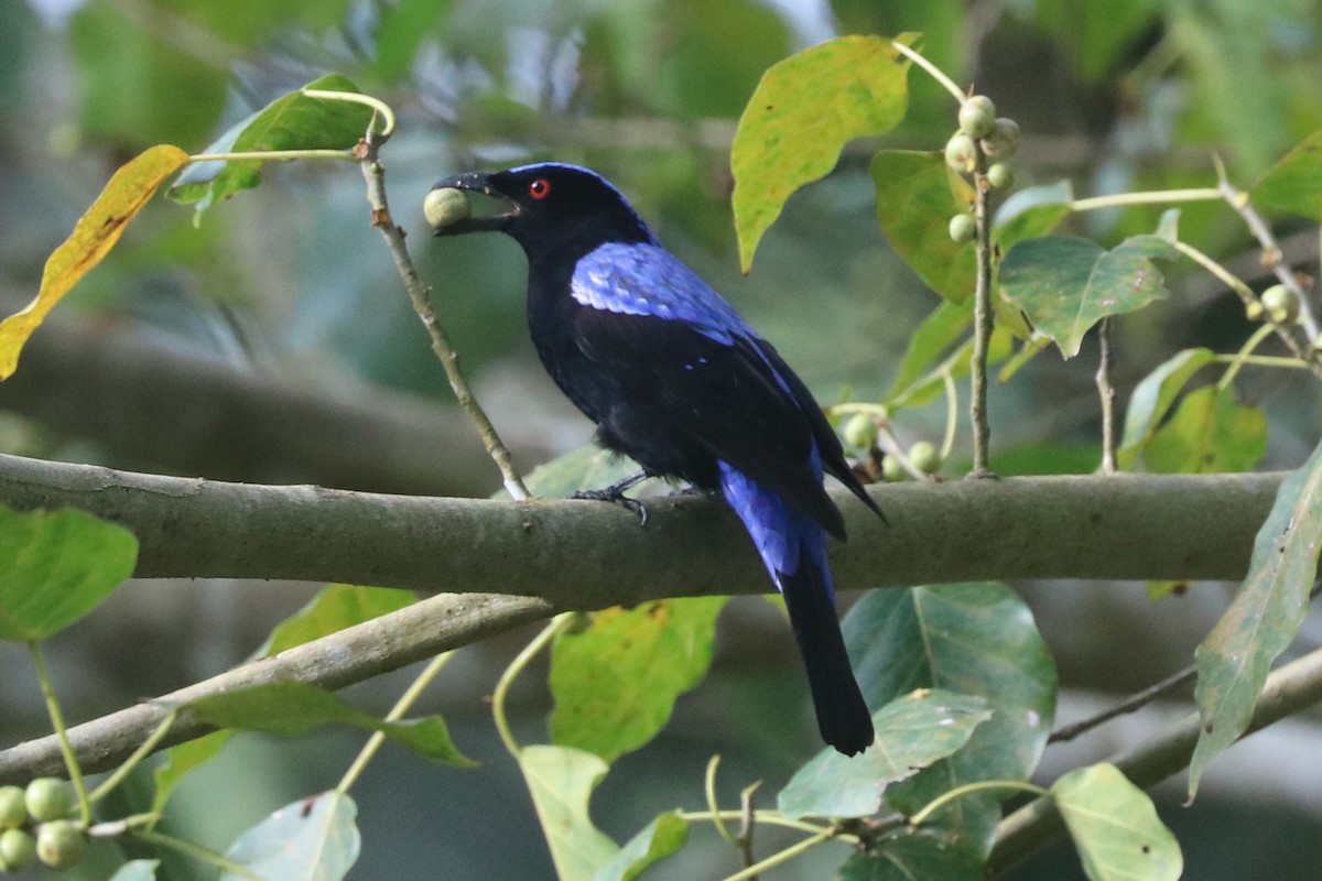 Asian Fairy-bluebird - ML646684705