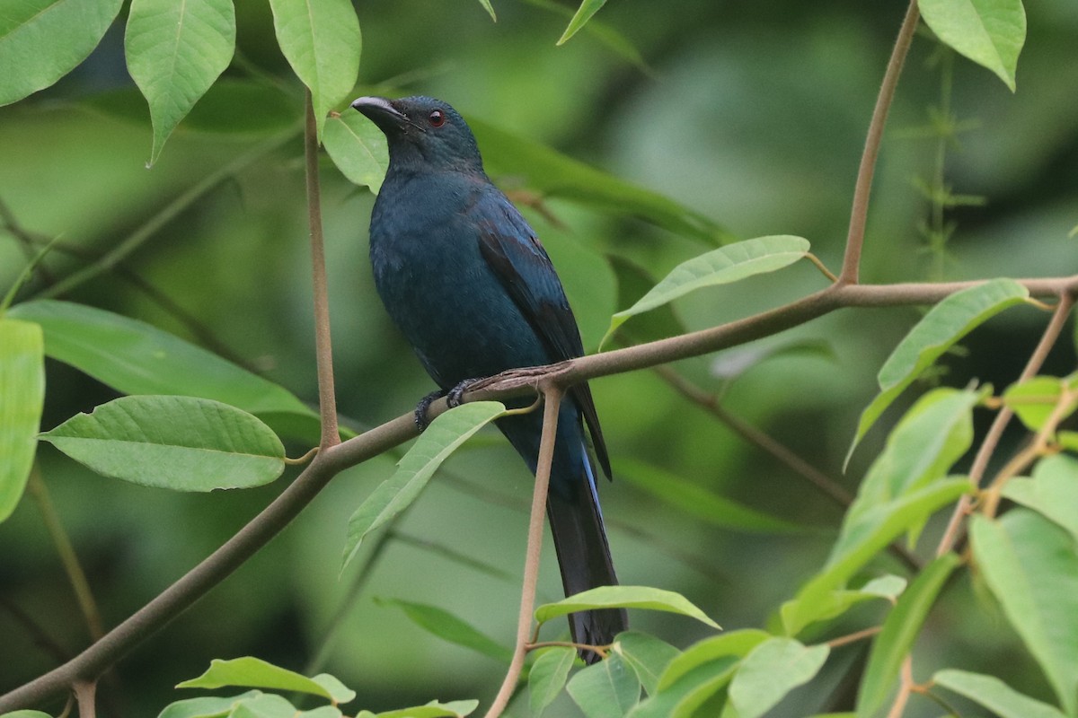 Asian Fairy-bluebird - ML646684706