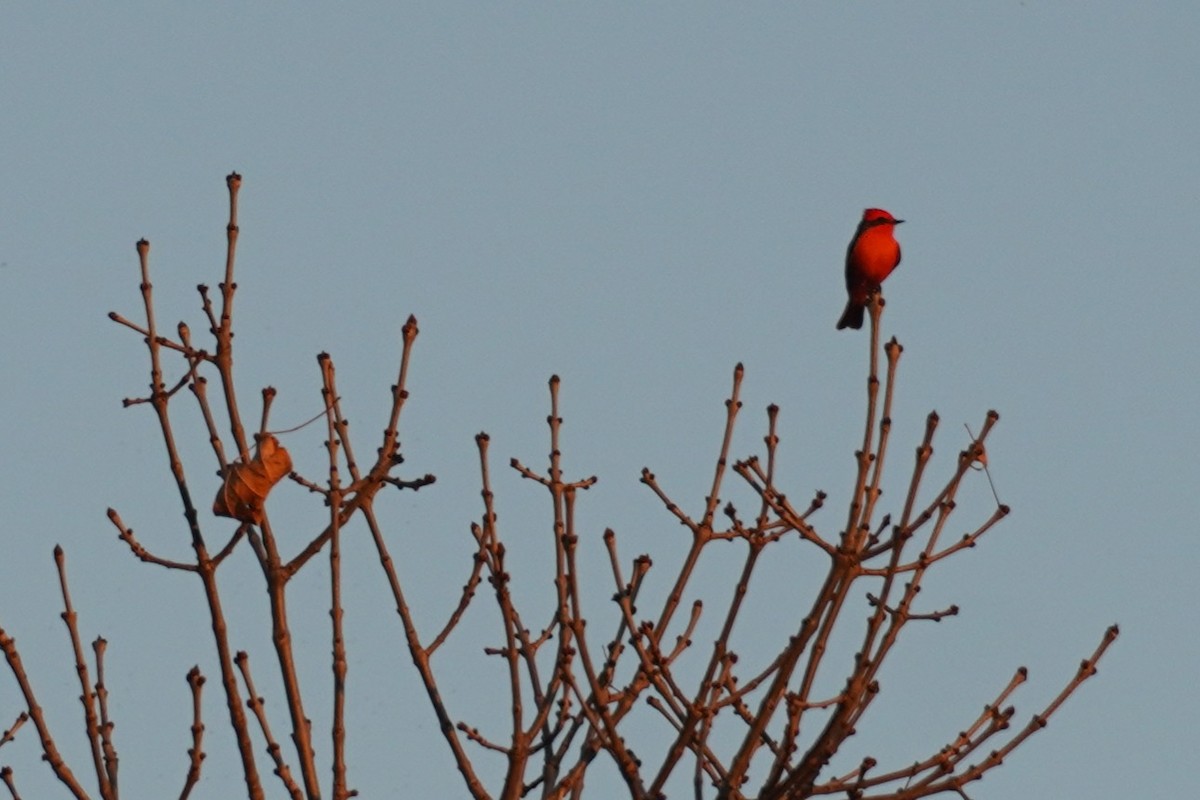 Vermilion Flycatcher - ML646684708