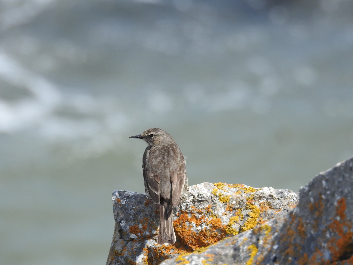 Rock Pipit - ML646684709