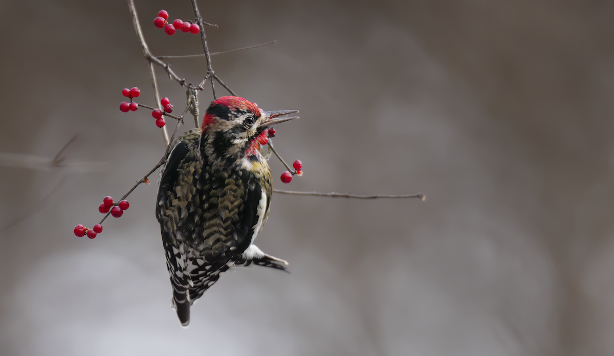 Yellow-bellied Sapsucker - ML646684710