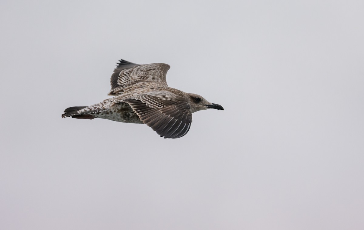Lesser Black-backed Gull - ML646684711