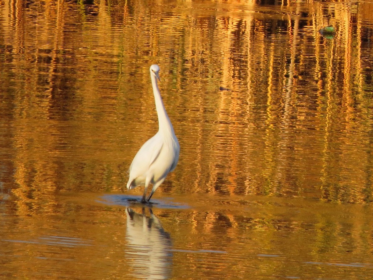 Little Egret - ML646684713