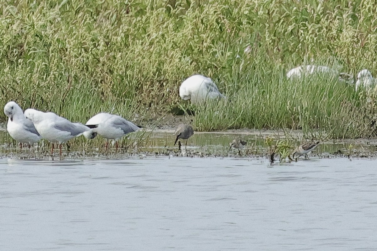 Little Stint - ML646684714