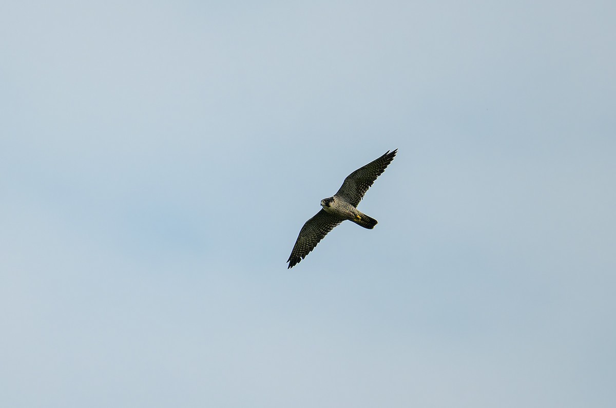 Peregrine Falcon - ML646684715