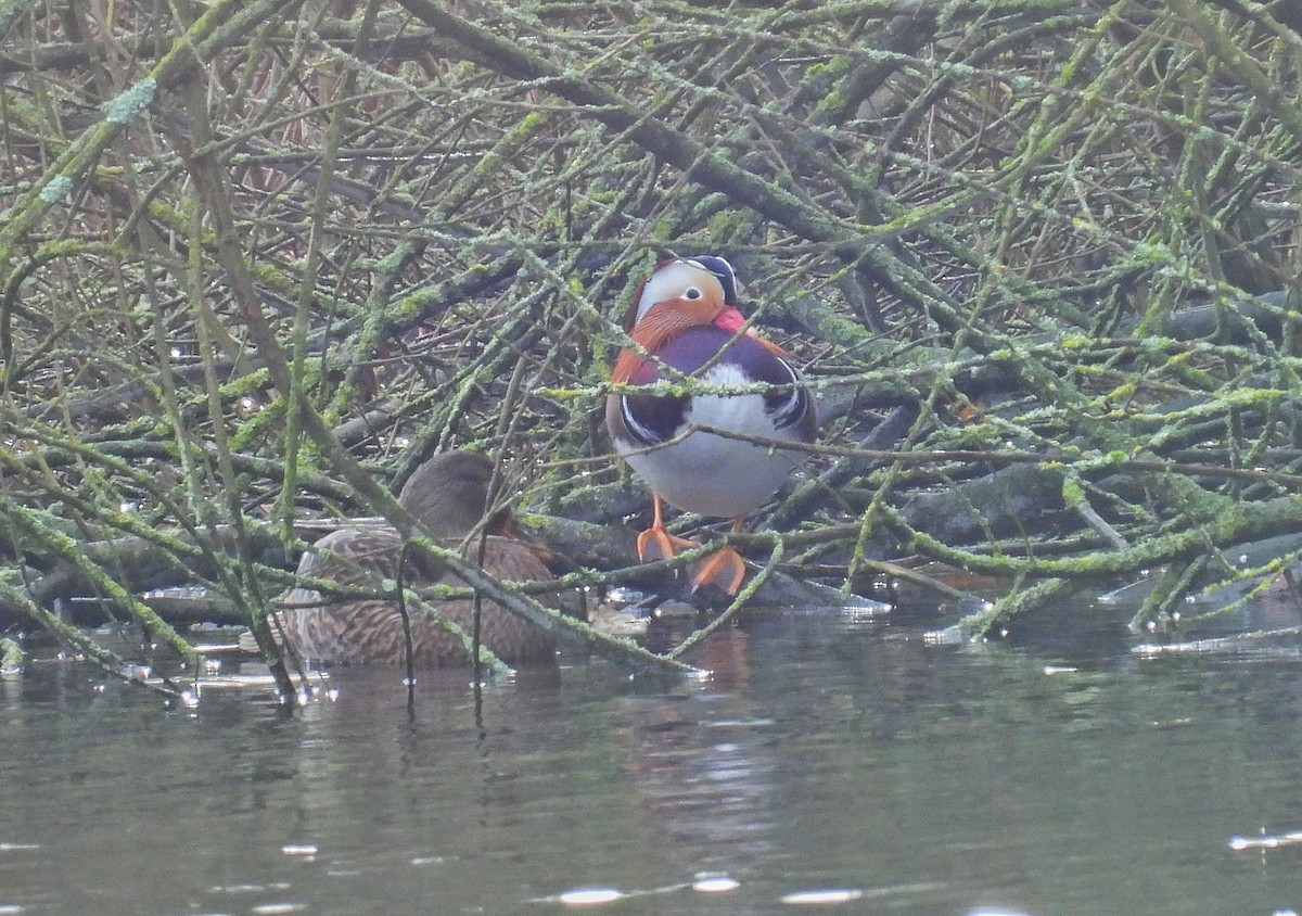 Mandarin Duck - ML646684716