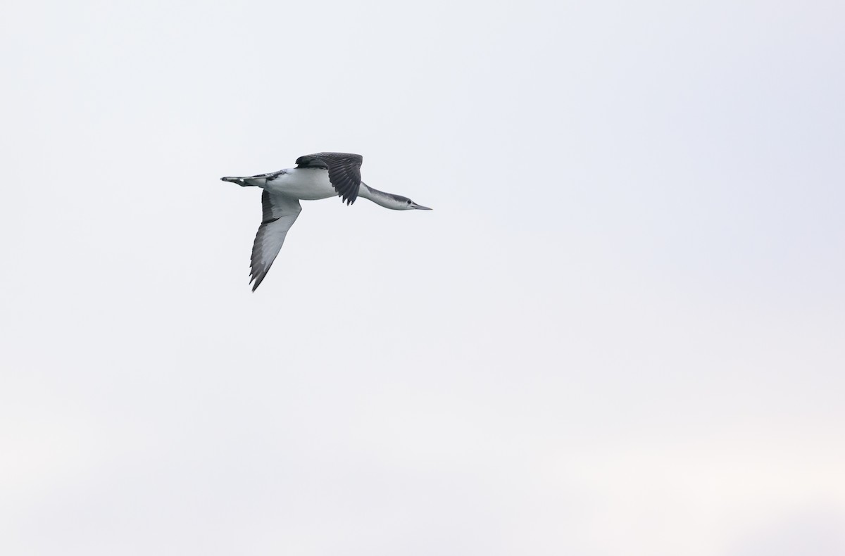 Red-throated Loon - ML646684717