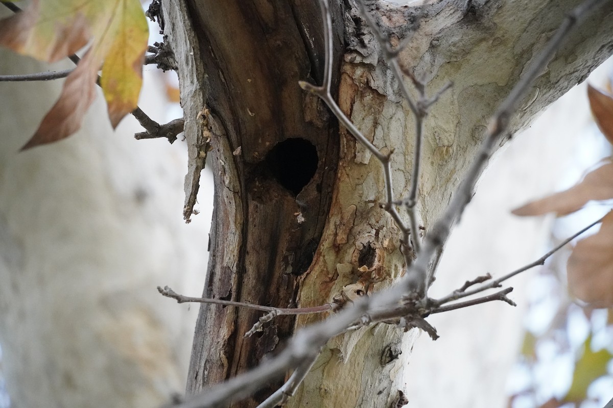 Nuttall's Woodpecker - ML646684720