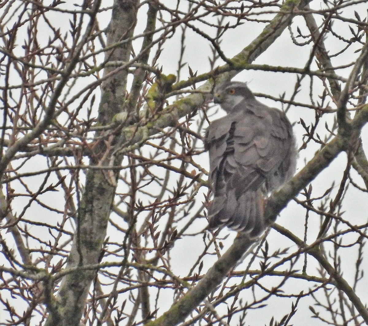 Eurasian Goshawk - ML646684727