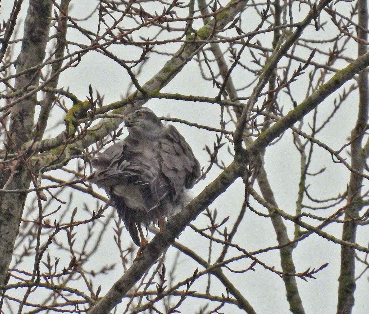 Eurasian Goshawk - ML646684728
