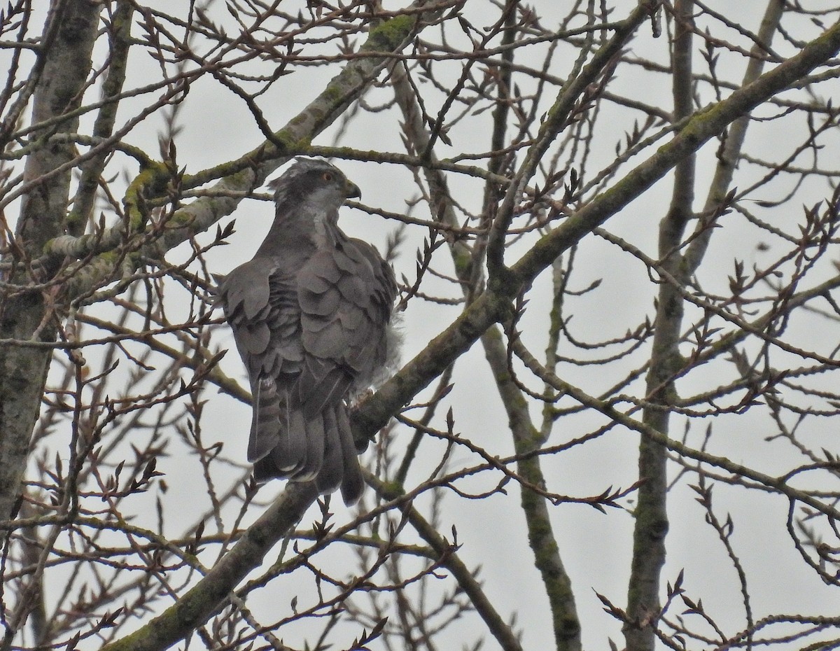 Eurasian Goshawk - ML646684729