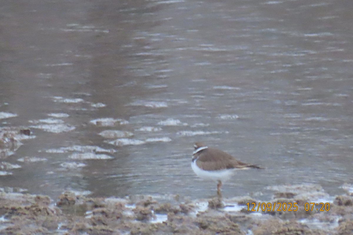 Killdeer - ML646684730