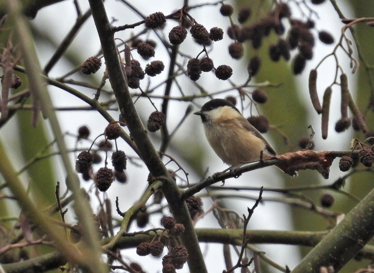 Willow Tit - ML646684732