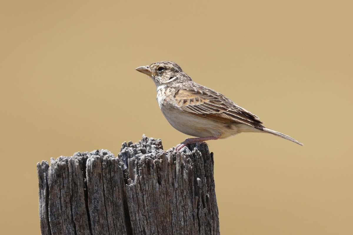 Singing Bushlark - ML646684733