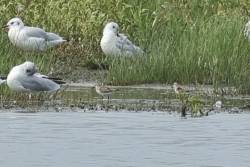 Little Stint - ML646684738
