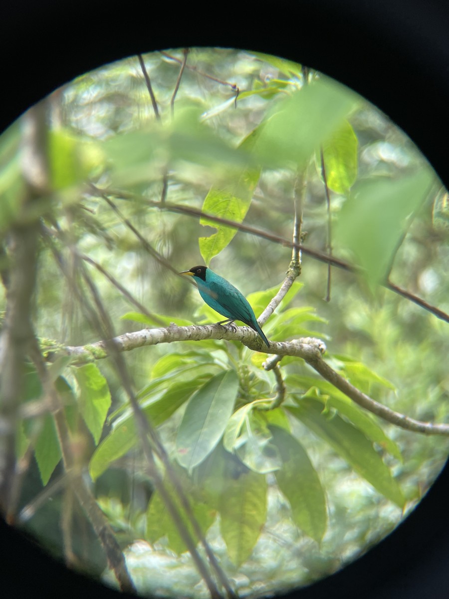 Green Honeycreeper - ML646684739