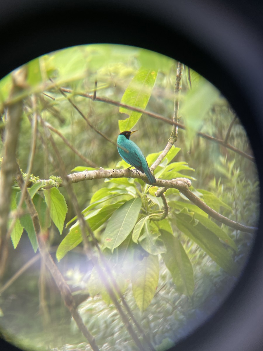 Green Honeycreeper - ML646684740