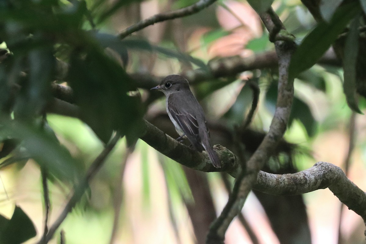 Asian Brown Flycatcher - ML646684741