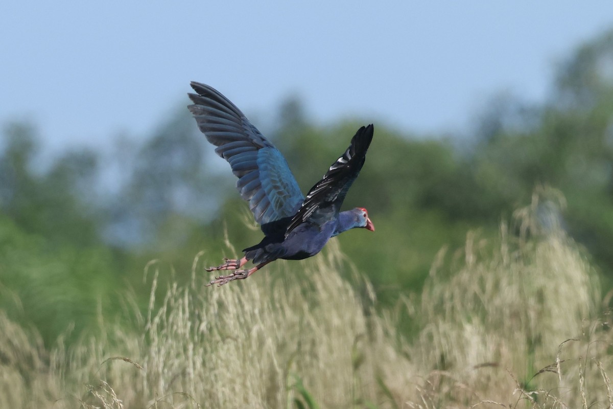 Gray-headed Swamphen - ML646684742