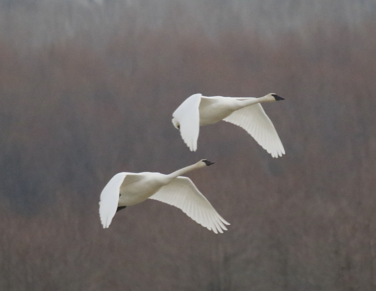 Trumpeter Swan - ML646684743