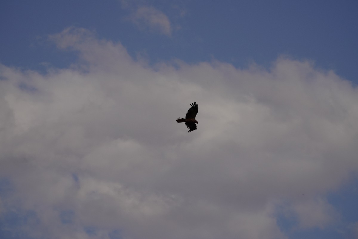 Whistling Kite - ML646684745